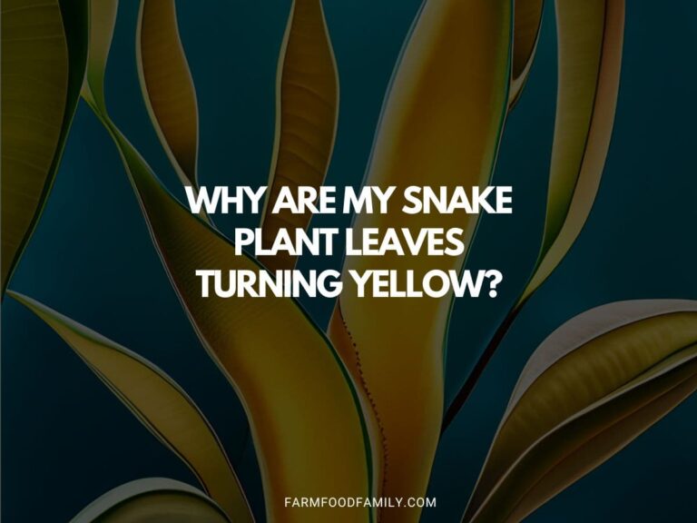 Why are My Snake Plant Leaves Turning Yellow? (7 Reasons)