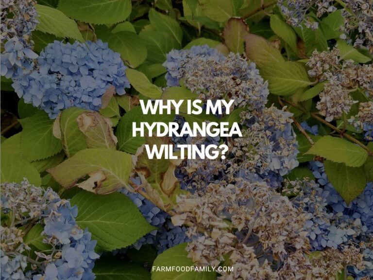 Why Is My Hydrangea Wilting? | Troubleshooting Tips to Revive Your Plant
