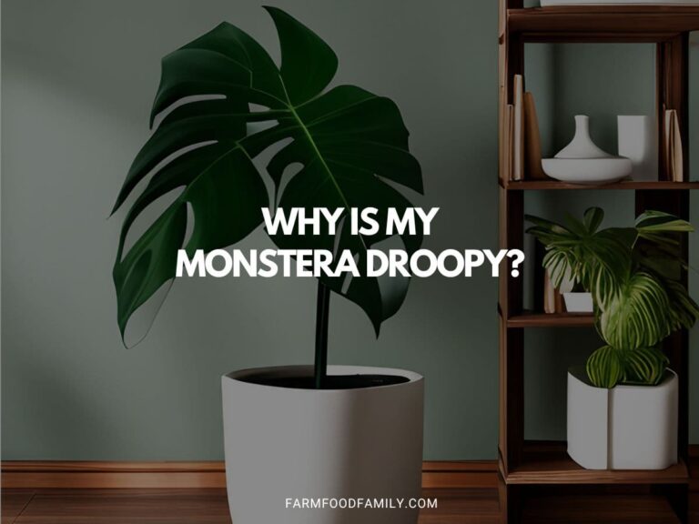 Why Is My Monstera Droopy? An In-Depth Guide to Reviving Your Plant