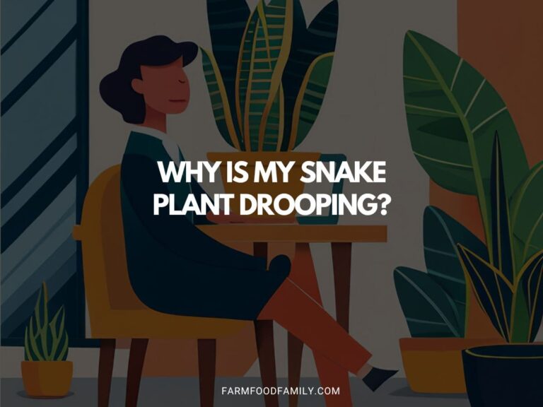 Why Is My Snake Plant Drooping? A Guide to Reviving Your Plant