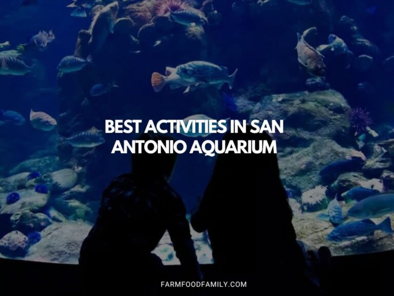 Best Activities in San Antonio Aquarium