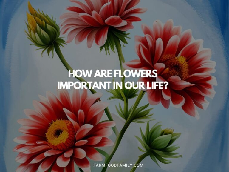 How Are Flowers Important In Our Life?