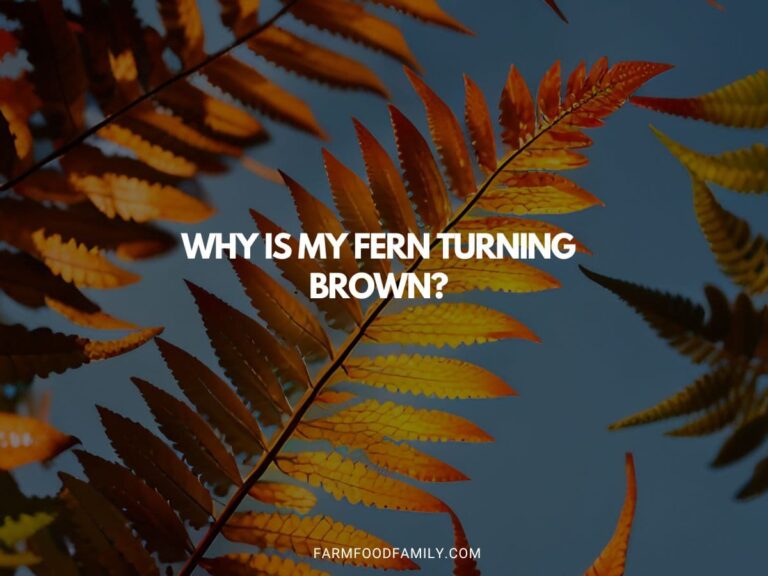 Why is My Fern Turning Brown? Get the Answers Here