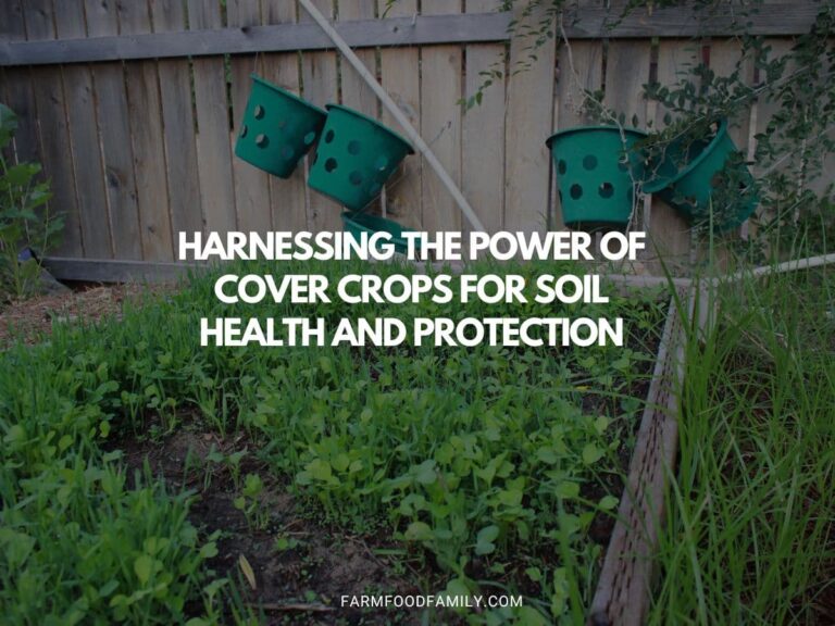 Harnessing the Power of Cover Crops for Soil Health and Protection