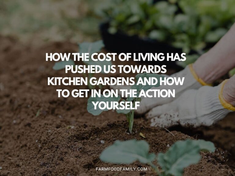 The Rise Of Homegrown Food: How The Cost Of Living Has Pushed Us Towards Kitchen Gardens And How To Get In On The Action Yourself