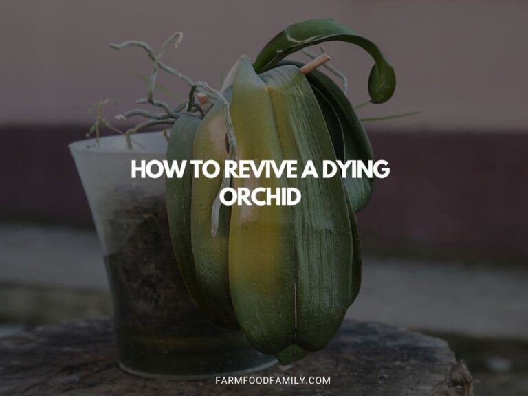How to Revive a Dying Orchid