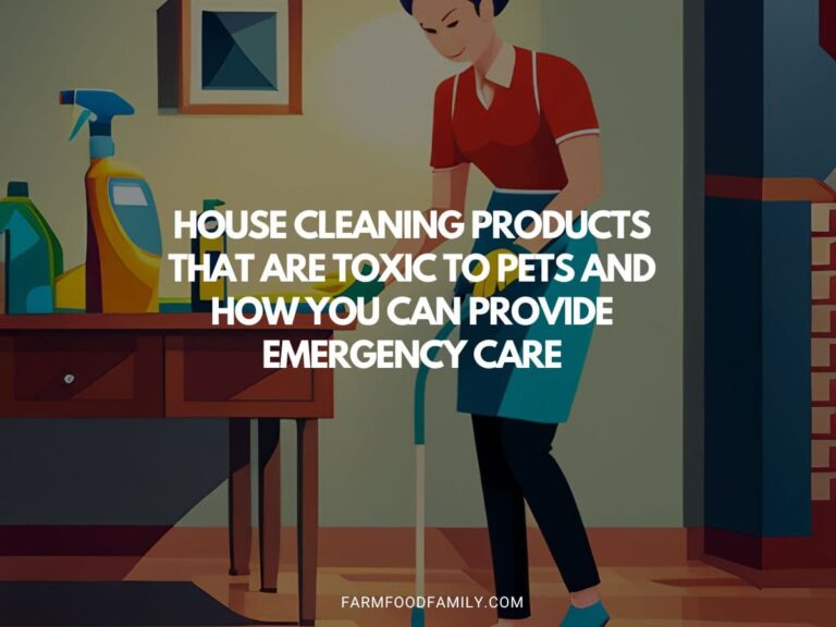 House Cleaning Products That Are Toxic to Pets and How You Can Provide Emergency Care