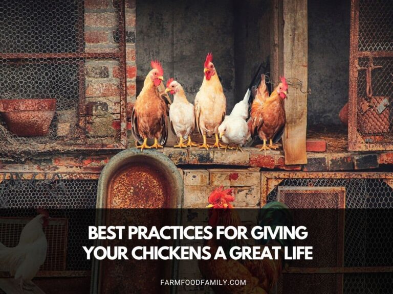 Best Practices for Giving Your Chickens a Great Life