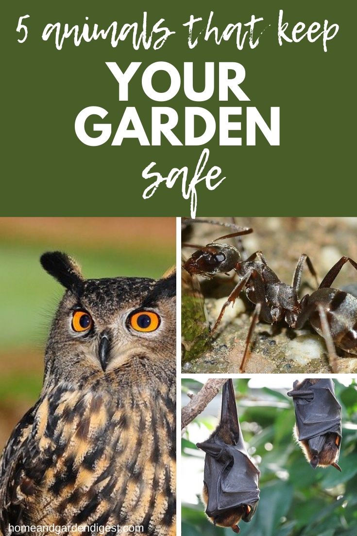 5 Animals that keep your garden safe