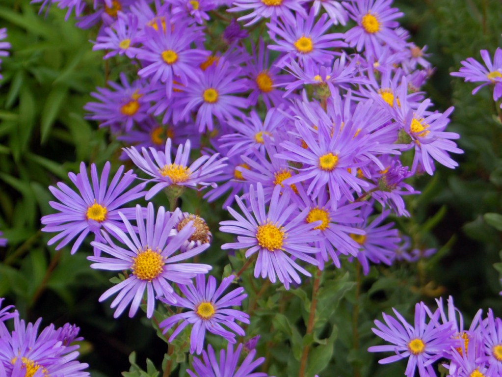 Aster (Aster spp.) 