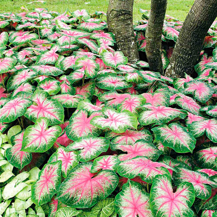 Foliage Plants for Dry, Shady Gardens