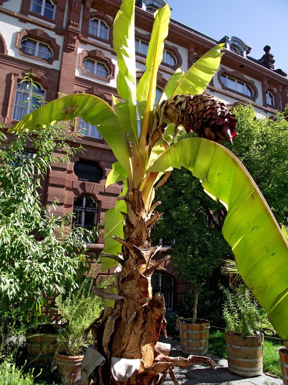 Abyssinian Banana (Ensete ventricosum)