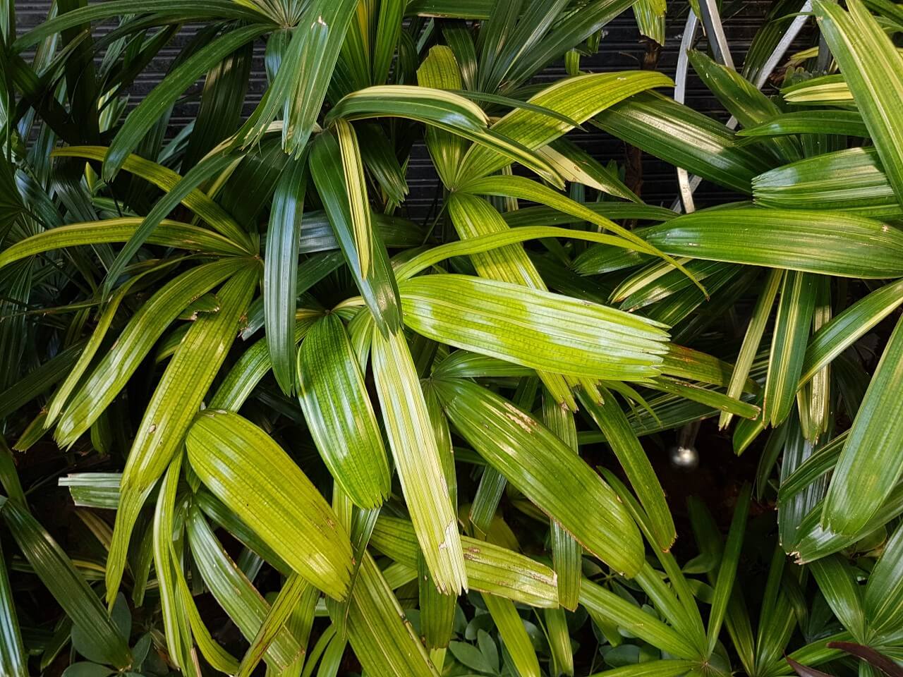 Caring for Lady palm tree