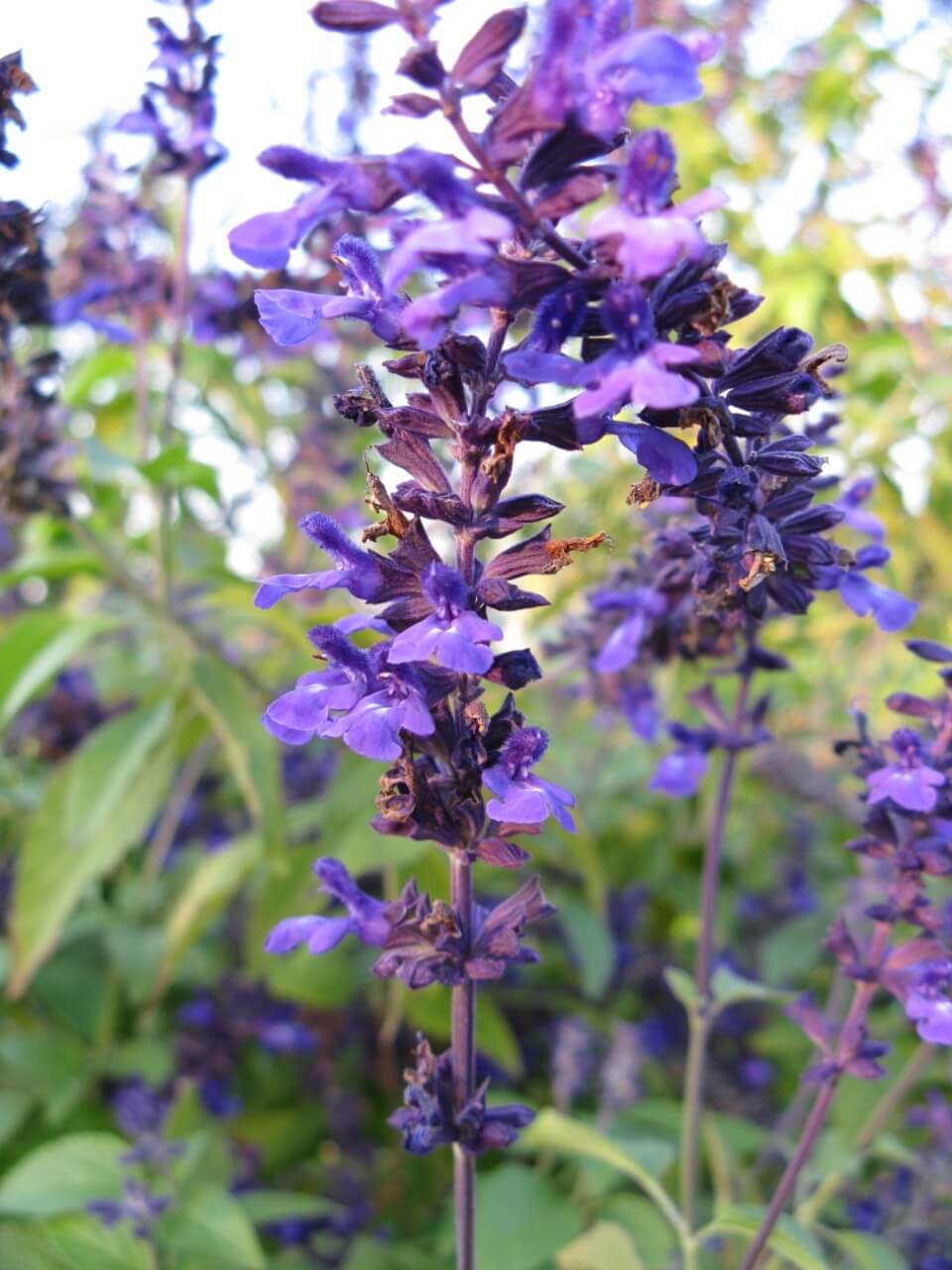 Indigo Spires Sage