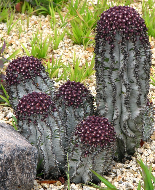 Xeriscape garden
