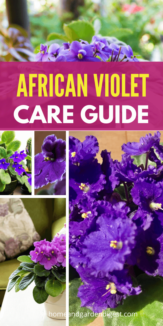 How To Grow and Care for African Violet Plant