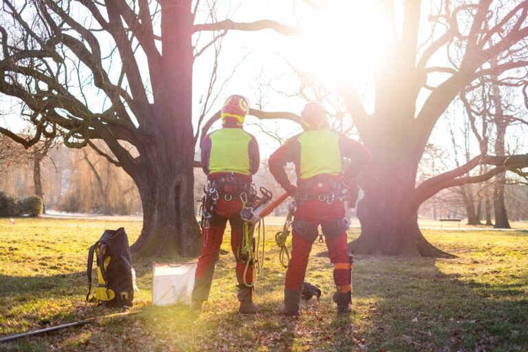 How To Know When You Need To Hire An Arborist