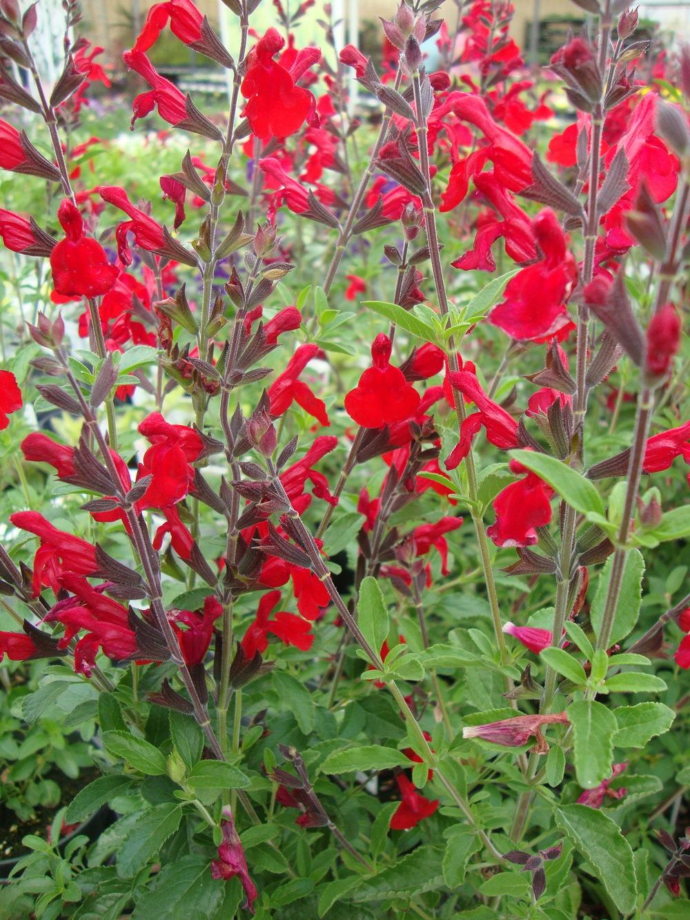 Autumn Sage