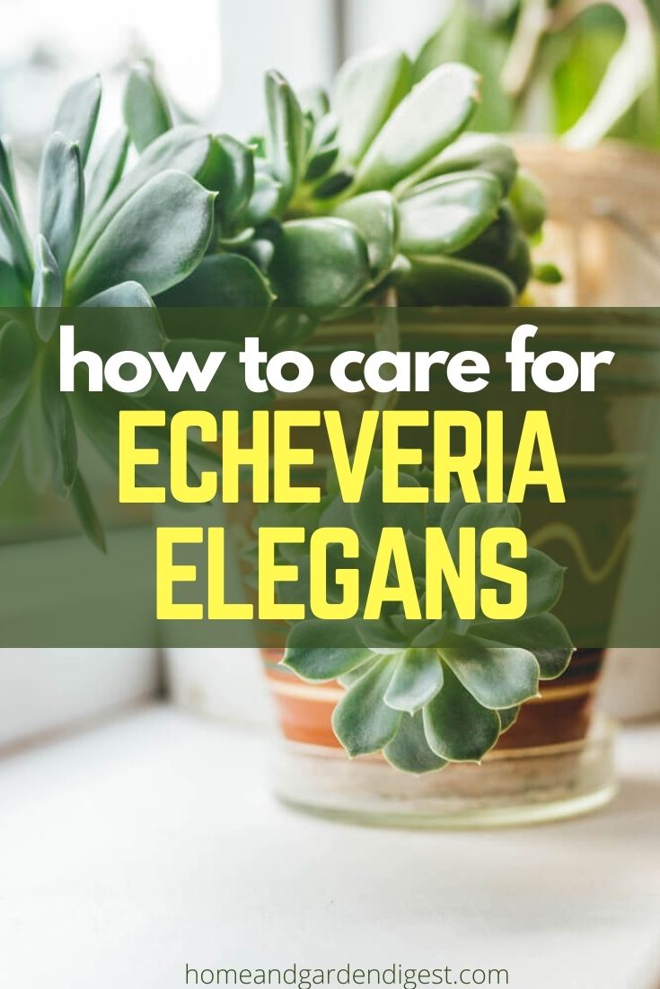 How To Grow and Care For Echeveria elegans ‘Mexican Snowball’