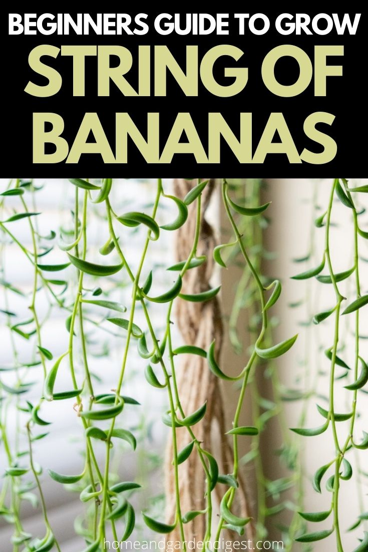How To Grow and Care For Senecio radicans ‘String Of Bananas’