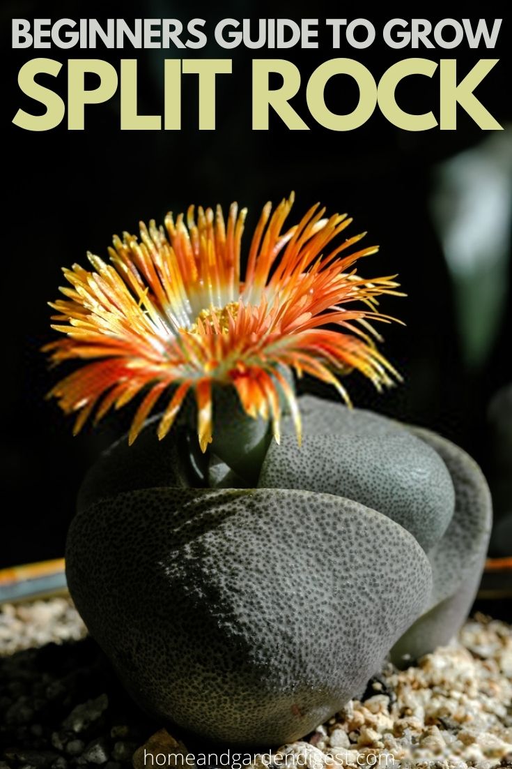 How To Grow and Care For Pleiospilos Nelii ‘Split Rock’