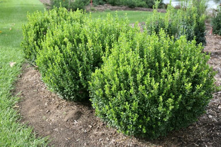 Colorful Perennials for Partial Shade Gardens or Containers