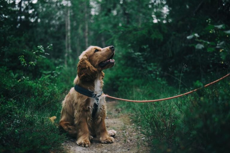 Is it Possible to Educate an Adult Animal?
