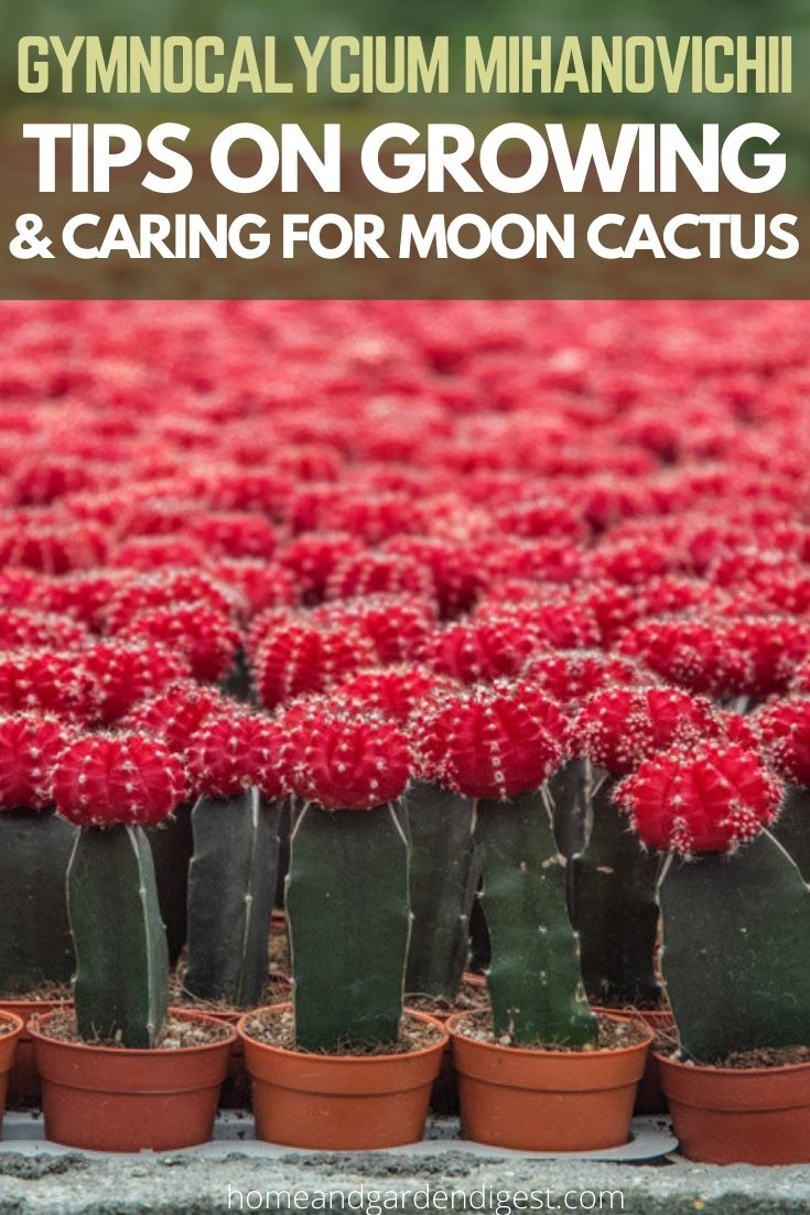 How To Grow and Care For Gymnocalycium Mihanovichii (Moon Cactus)