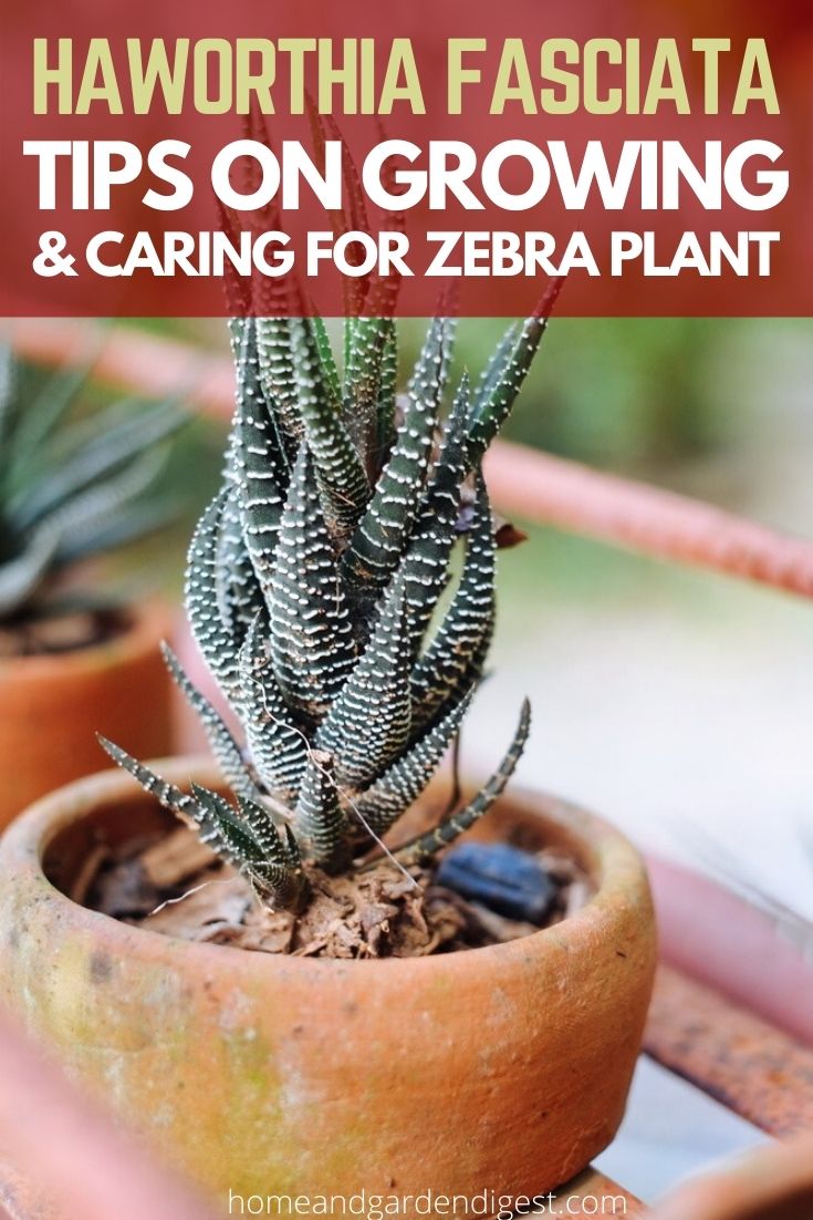 Haworthia Fasciata (Zebra Plant, Zebra Haworthia) Care