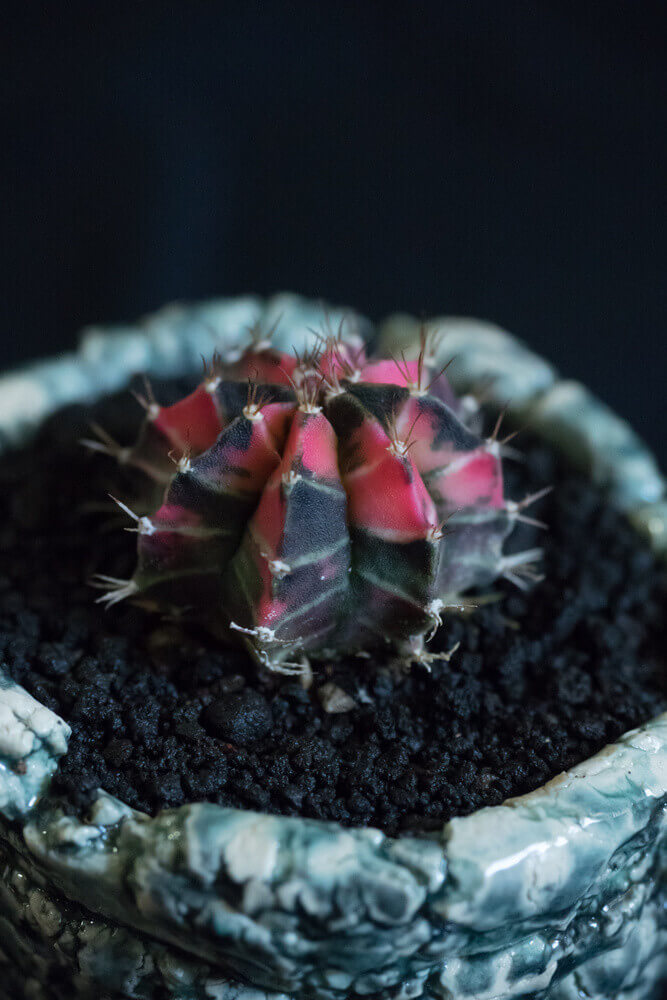 Caring for Gymnocalycium mihanovichii
