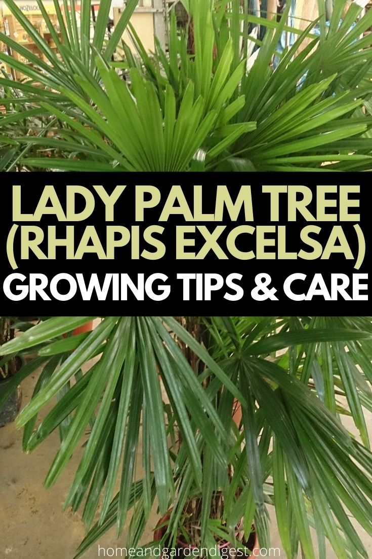 Lady Palm (Rhapis excelsa): Growing Tips and Care