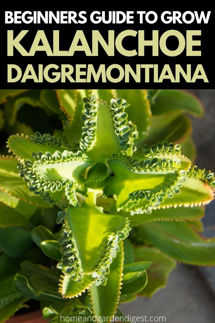 How To Grow and Care For Mother Of Thousands (Kalanchoe daigremontiana)