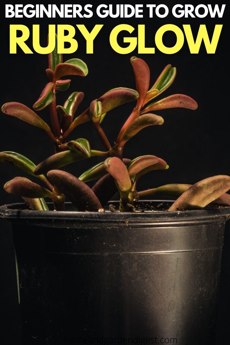 How To Grow and Care For Peperomia Graveolens ‘Ruby Glow’