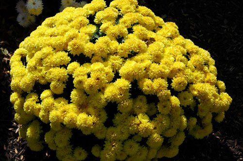 Fall Seasonal Container Plants: Annuals and Perennials for Autumn Baskets