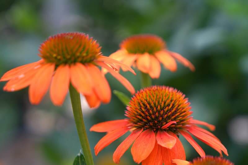 Orange Coneflower (Rudbeckia fulgida)