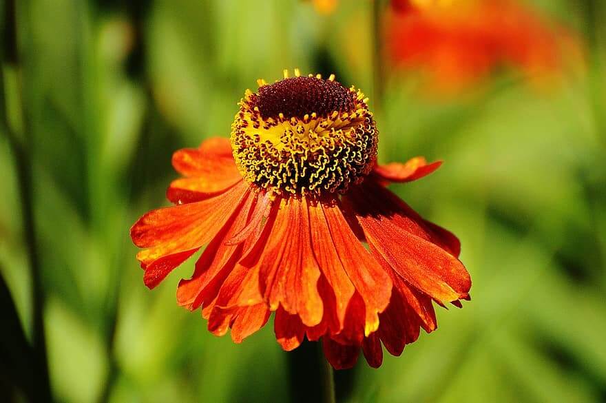 Orange Coneflower (Rudbeckia fulgida)