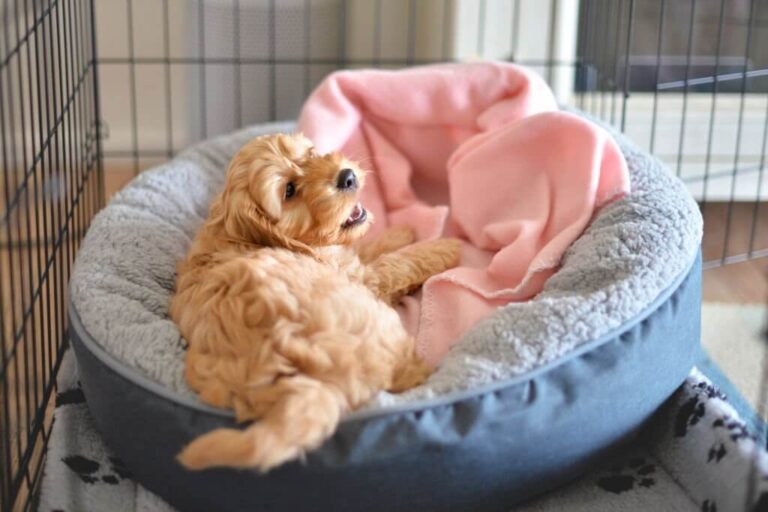 How To Help An Adult Dog Adjust To A New Home