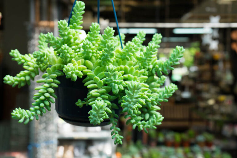 How To Grow and Care For Sedum Morganianum ‘Burrito’ (Donkey tail)