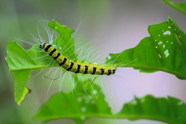 Top 6 Pest Solutions For Your Garden