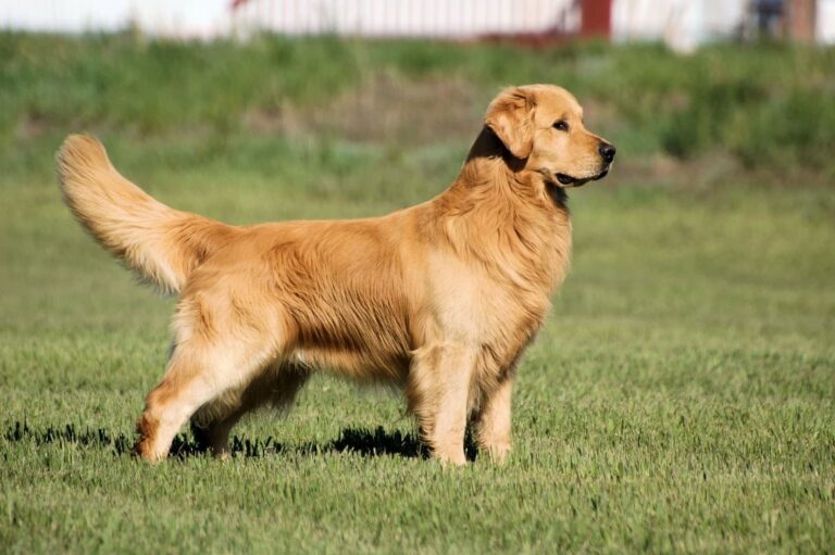 What Are The Best Dog Breeds For First Time Owners?