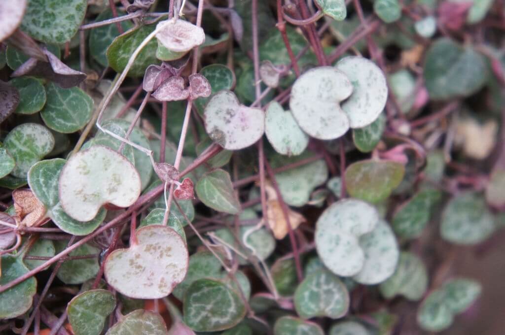 Care for a variegated string of hearts