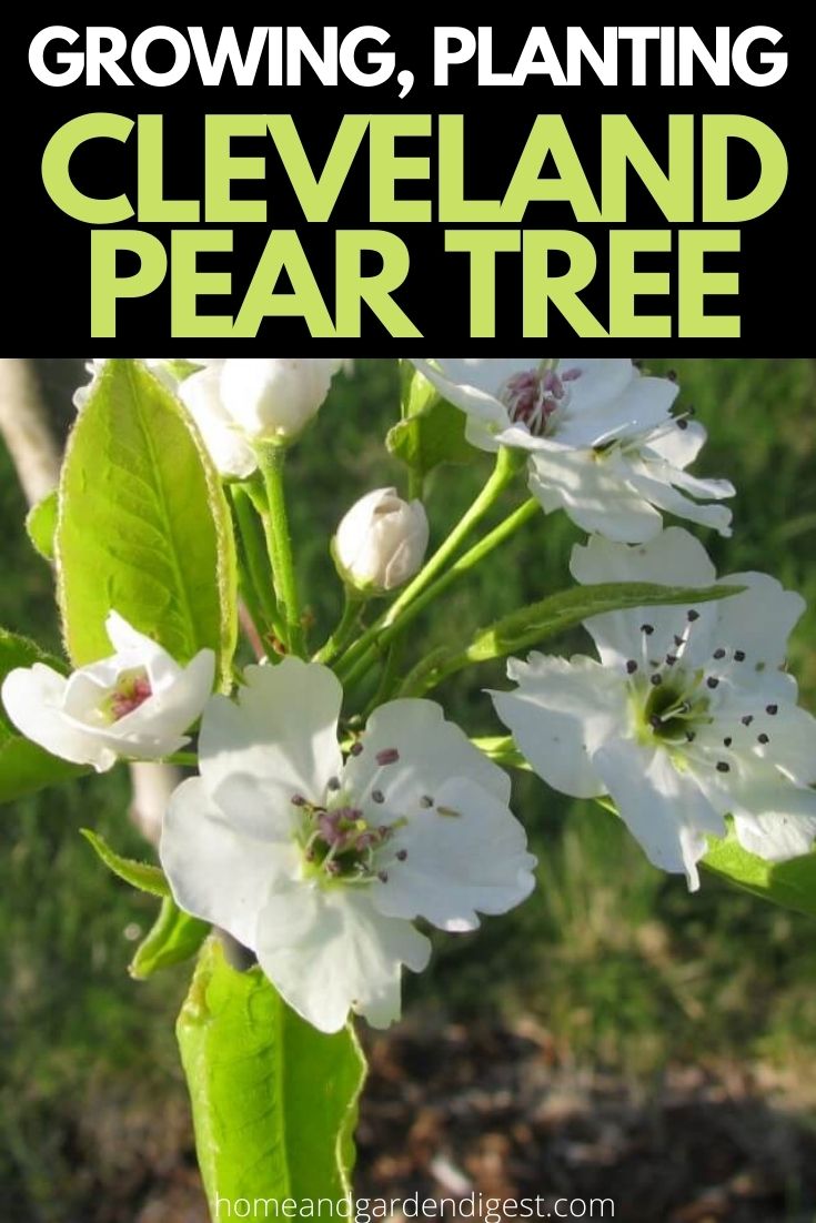 Cleveland Pear Tree: a Great Alternative for Bradford Pear