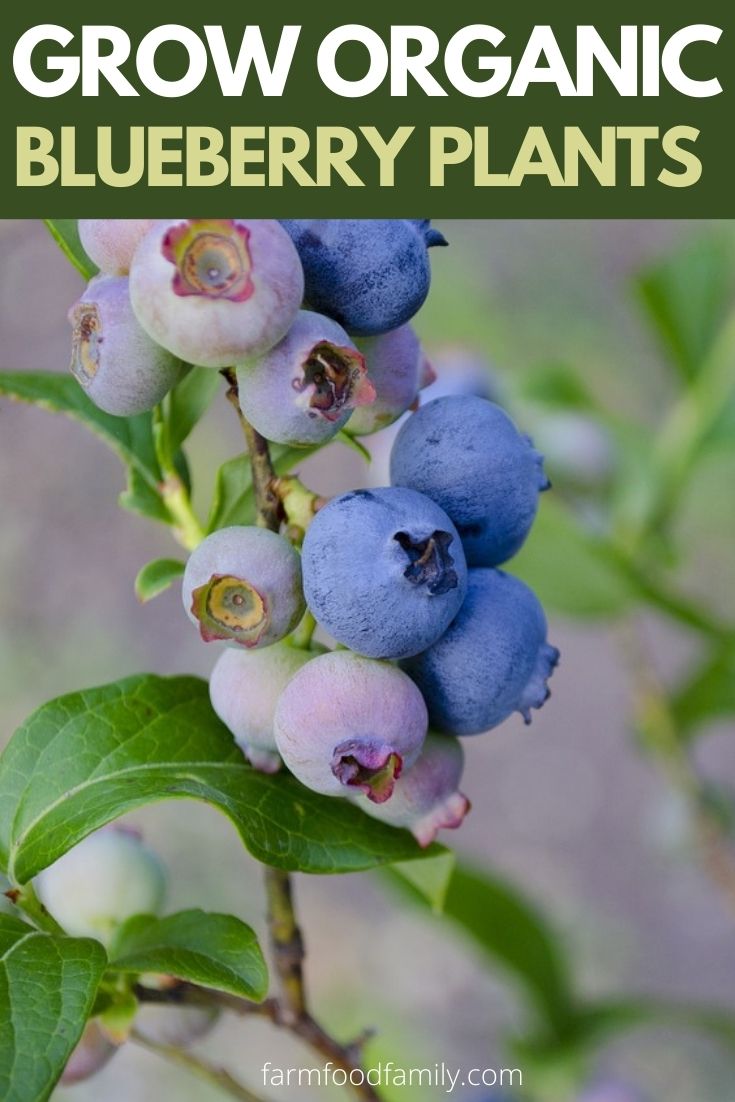 Grow Organic Blueberry Plants in the Garden