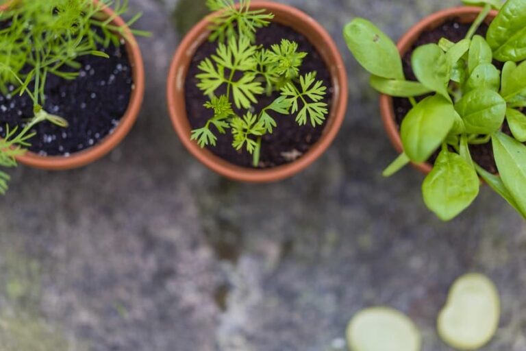 Starting an Indoor Herb Garden? 4 Things You’ll Wish You’d Known Sooner