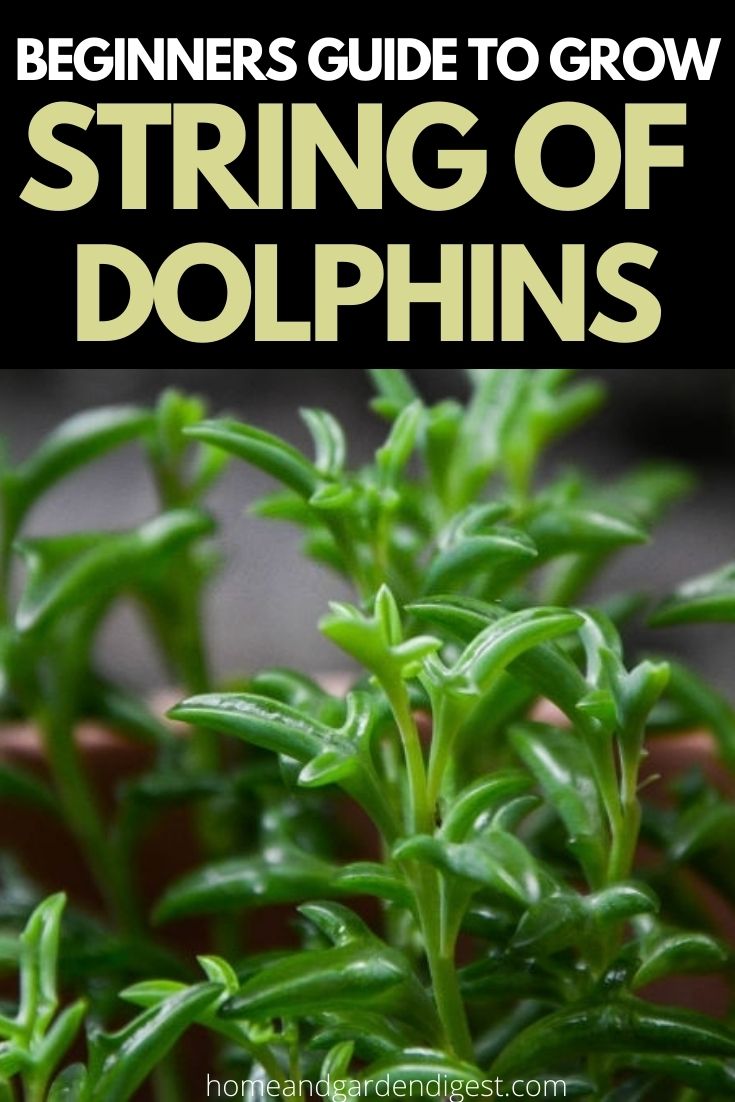 How To Grow and Care For String of Dolphins (Senecio peregrinus)