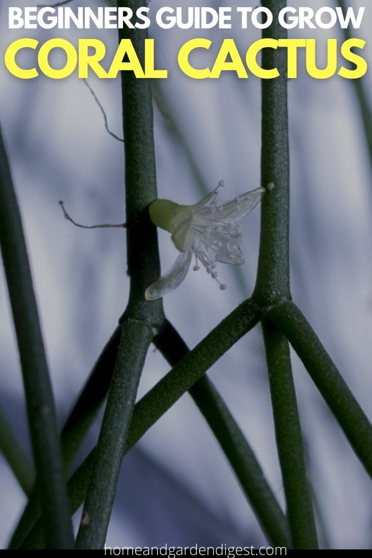 How To Grow and Care For Rhipsalis cereuscula (Coral Cactus)