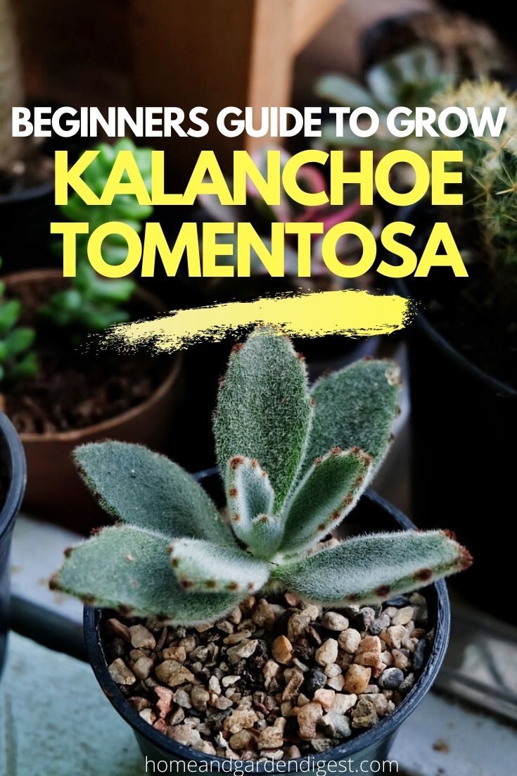How To Grow and Care For Kalanchoe Tomentosa (Panda Plant)