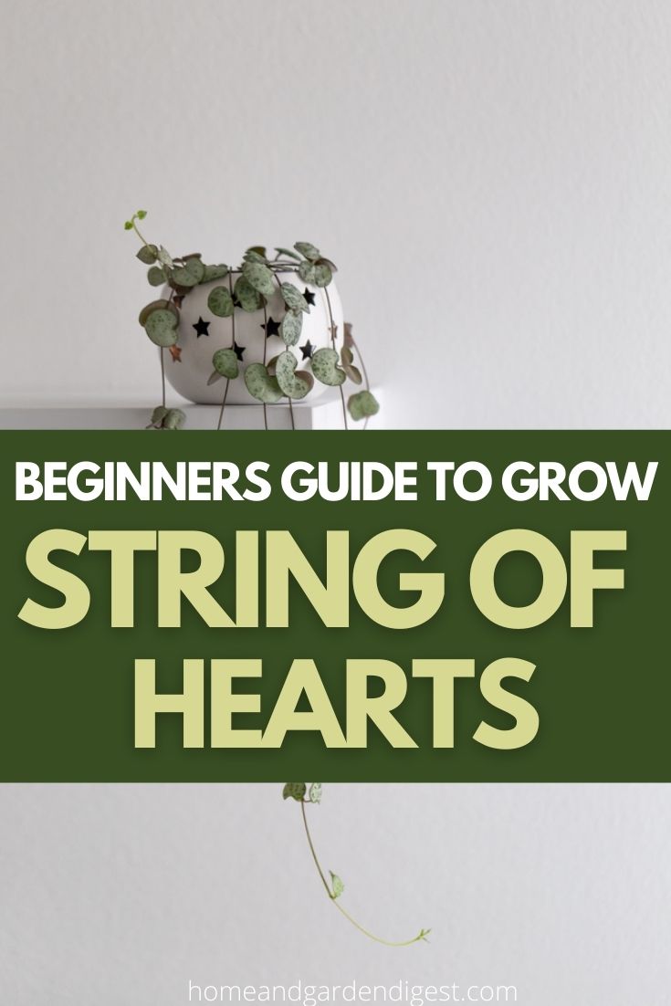 How To Grow and Care For Ceropegia woodii variegata ‘String of Hearts’