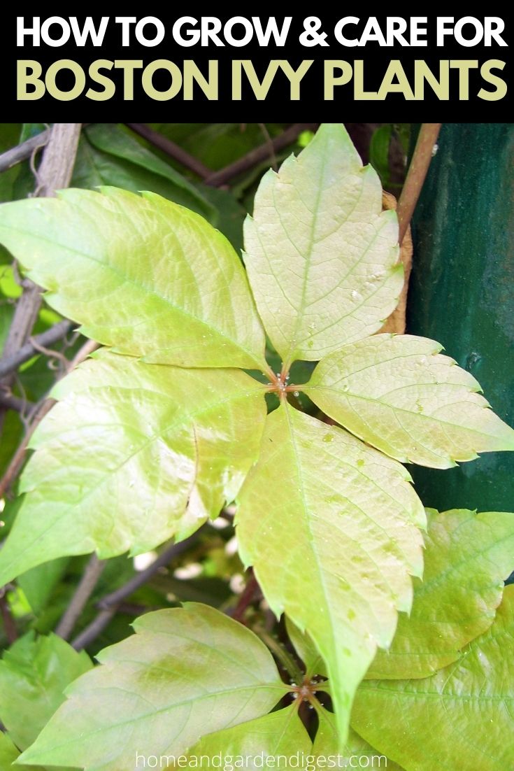 Boston Ivy Plants: Growing and Caring Tips
