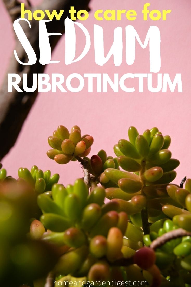 How To Grow and Care For Sedum rubrotinctum ‘Pork and Beans’ (Jelly Bean Plant)